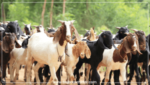 चित्लाङमा दूध दिने बाख्रा विकास गरिँदै