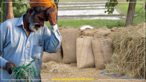 धान नबिकेपछि झापाका किसान चिन्तित