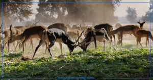 चितवन राष्ट्रिय निकुञ्जमा दुई सय बढि जनावरको उद्धार , ७६ जनावर मरे