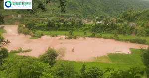 नुवाकोटमा बाढीले सयौँ रोपनी धानखेत बगरमा परिणत