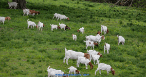 व्यावसायिक बाख्रापालनतर्फ किसानको आकर्षण