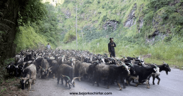 यस वर्ष दशैँमा च्याङग्राको मूल्य घट्यो