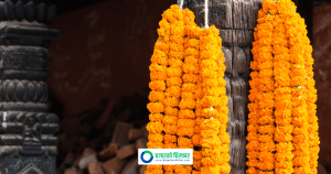 तिहारमा ४५ लाख गोटा माला खपत हुने, ३८ करोडको व्यापारको अनुमान
