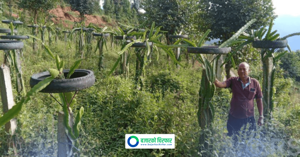 ‘ड्रागन फ्रुट’ बेचेर वार्षिक १५ लाख आर्जन