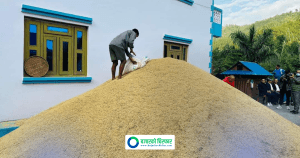 एउटै व्यक्तिले फलाए चार सय मुरी धान
