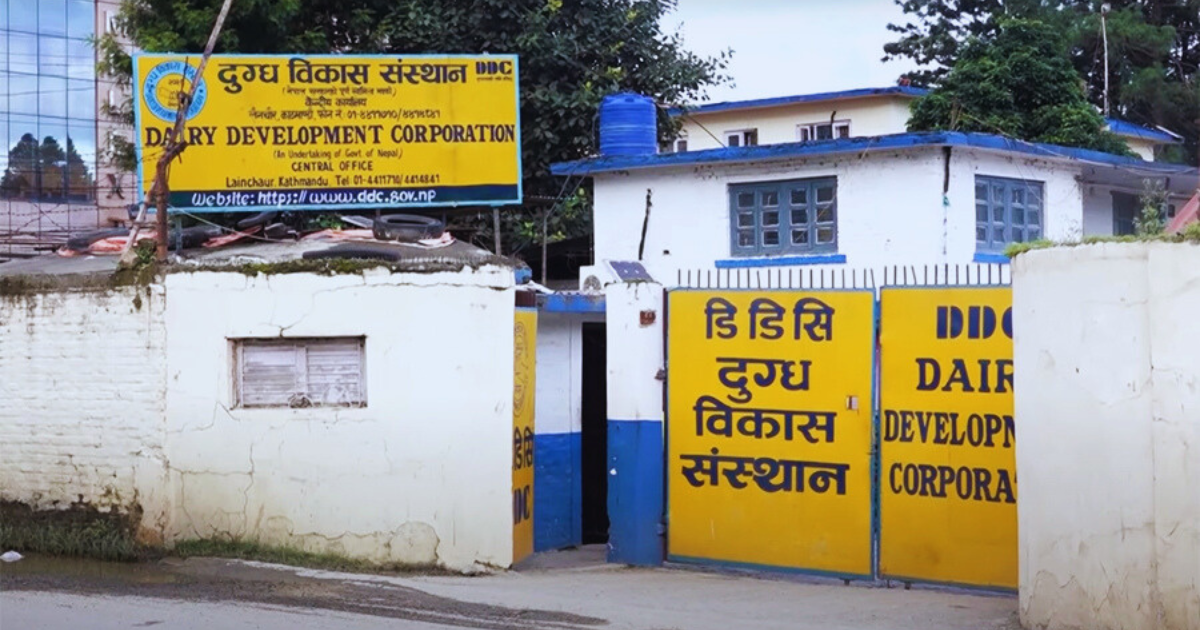 किसानलाई दूधको भुक्तानी तीव्र, डीडीसीले दैनिक १ करोड रुपैयाँ वितरण गर्दै