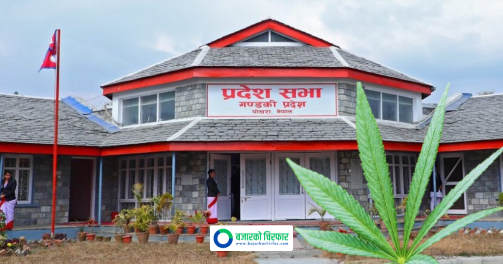 गण्डकीमा औषधीय र औद्योगिक प्रयोजनका लागि गाँजा खेती कानुनी बनाउने तयारी